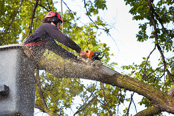 How Our Tree Care Process Works  in  Lowellville, OH