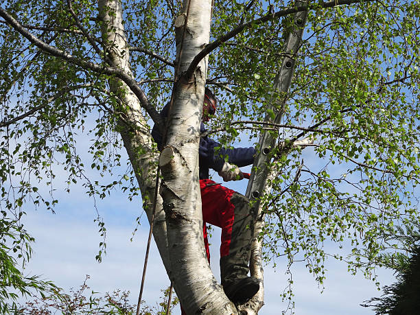 Lowellville, OH Tree Services Company